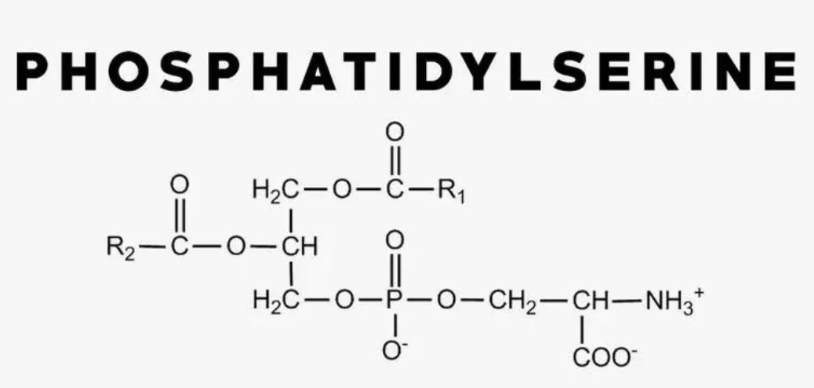 What's the difference between phosphorylated serine and phosphatidylserine.png